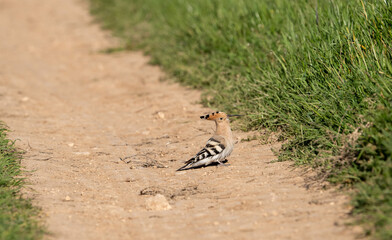Common hoopoe (Upupa epops) photographed in Spain