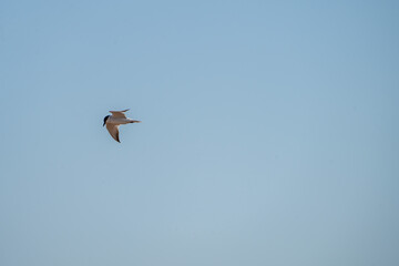 White-faced Tern (Chlidonias hybrida) photographed in Spain