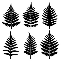 Naklejka premium Fern Leaf Silhouettes Vector Set on White Background
