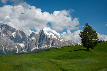 Mountains and meadows in the Dolomites