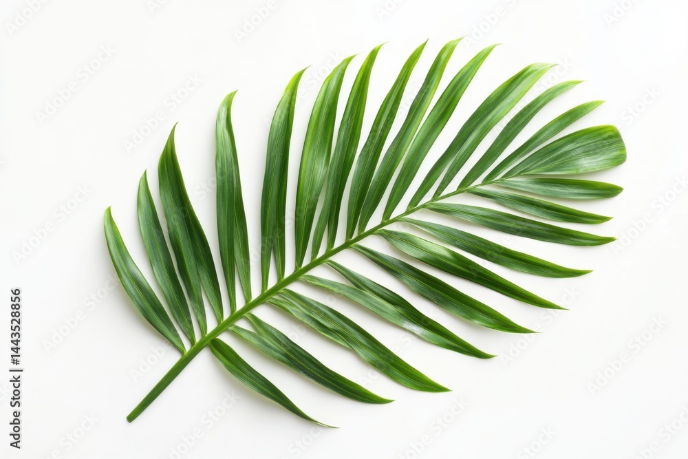 Poster a single palm leaf with many leaflets extending from the stem on a white background studio shot