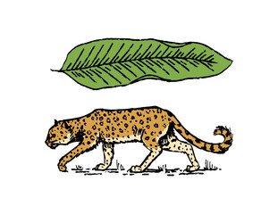 Japanese leopard or jaguar with tropical leaves. Wild animal with plants. Tattoo illustration. Banner or poster for advertising or web