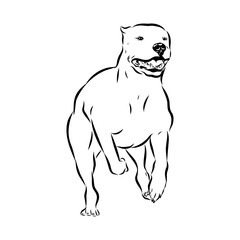 Argentine Great Dane vector sketch beautiful Great Dane line art images