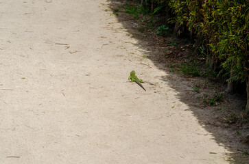A green lizard is seen making its way across a sunlit path in a park, surrounded by greenery. The...