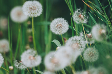 Delicate dandelions sway gently in the breeze on a sunny day, inviting nature lovers to appreciate their beauty in a vibrant green meadow