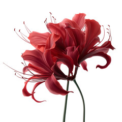 Red spider lily with curled petals on plain bright white background no shadows, ultra-detailed floral image