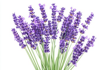 Fototapeta premium A close up shot of a bundle of lavender flowers with green stems on a white background studio shot