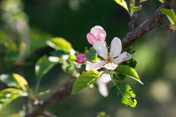 Apple blossom with early frost damage and unopened buds in spring sunlight. Concept of seasonal...