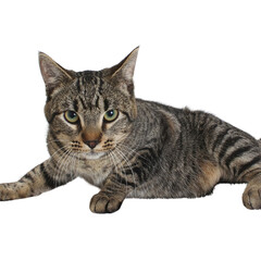 Fototapeta premium Intense Tabby Focus