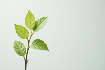 Single, delicate sapling against pure white backdrop, texture, environment, design