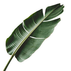 Banana leaf isolated on transparent background