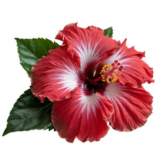 Hibiscus isolated on transparent background