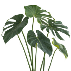 Monstera plant isolated on transparent background