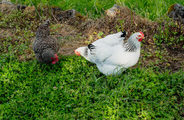 Three chickens on green grass on a spring day. A white hen looks directly at the camera while the other two, one white and one gray, peck at the ground. Close-up shot with natural light.