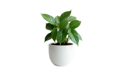 Lush Green Money Plant in Elegant Ceramic Pot – Symbol of Prosperity and Growth