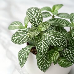 Fittonia Nerve