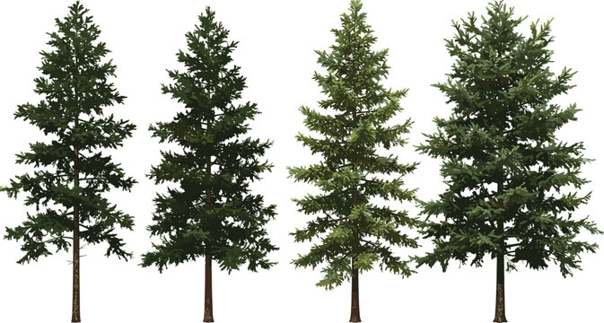 Set of Picea mariana (the black spruce)