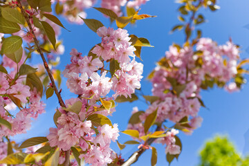 A rapeseed blossom under a blue sky