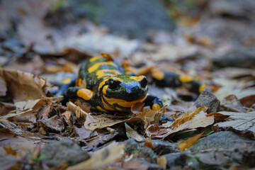 Reptile Fire Salamander among dry yellow foliage and beech seeds. A rare animal in the Carpathian forests. Beautiful amphibian in natural habitat