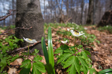 A bee on white anemone flowers in the spring woods