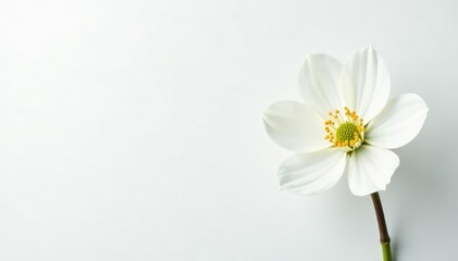 Obraz premium Delicate white flower blossom against pure white backdrop, light, image