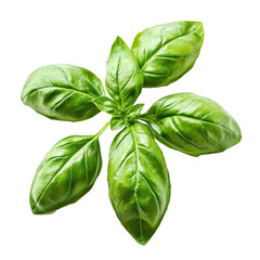 Fresh basil leaves laid out on a clean transparent background for culinary use and presentation purposes, basil leaves isolated on transparent background