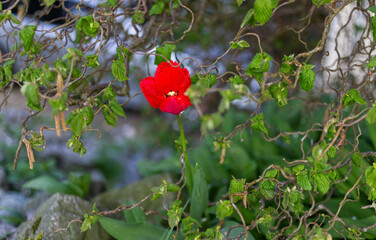red tulip grows lonely under a hazelnut bush