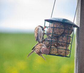 two sparrows on a bird feeder