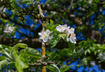 apple blossom from a very old apple tree