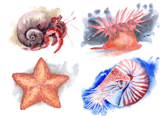 The animal world of the seas and oceans. A set of watercolor illustrations