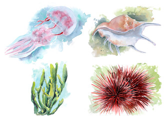 The animal world of the seas and oceans. A set of watercolor illustrations