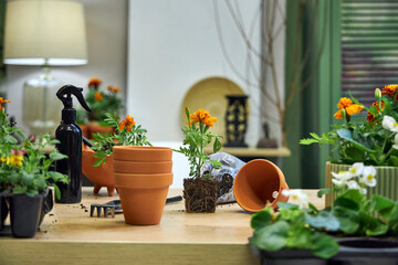 the process of transplanting marigolds and tagetes into ceramic terracotta pots for summer garden decoration