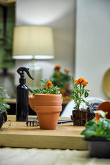 the process of transplanting marigolds and tagetes into ceramic terracotta pots for summer garden...