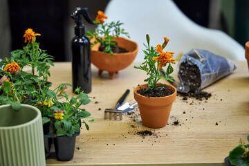 the process of transplanting marigolds and tagetes into ceramic terracotta pots for summer garden...