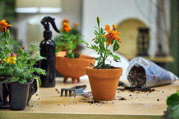 the process of transplanting marigolds and tagetes into ceramic terracotta pots for summer garden decoration