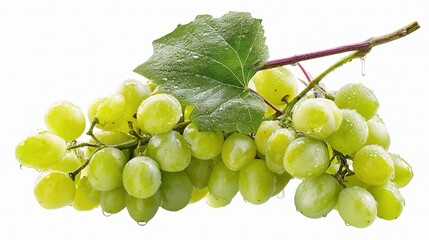 Fresh Green Grapes with Water Droplets and Leaf Isolated on White