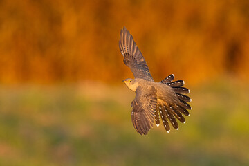 Common cuckoo in flight at sunset with forest background