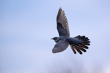 Common cuckoo in flight in the sky