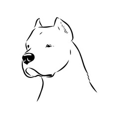 Argentine Great Dane vector sketch beautiful Great Dane line art images