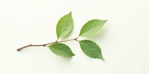 Fototapeta premium Single isolated branch with delicate leaves on white background, elegance, branch