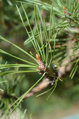 Black pine branch - Latin name - Pinus nigra