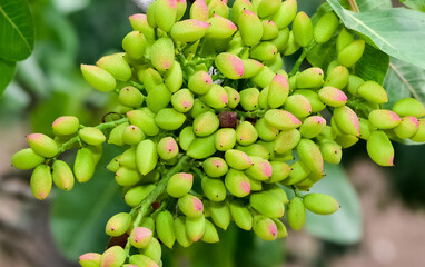 photo of fresh pistachios on a tree