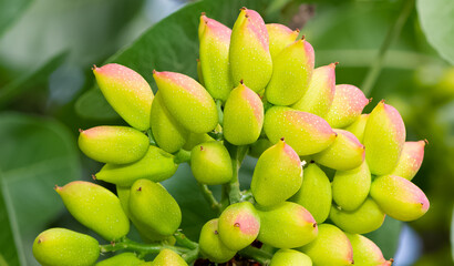 photo of fresh pistachios on a tree