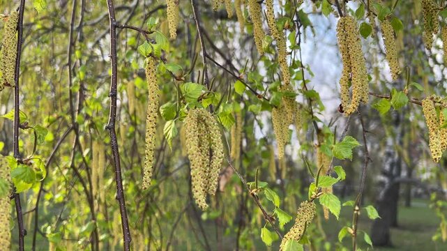 Branch of birch Betula pendula with catkins and green leaves in the wind. Spring, flowering