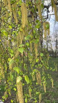 Branch of birch Betula pendula with catkins and green leaves in the wind. Spring, flowering. Vertical video