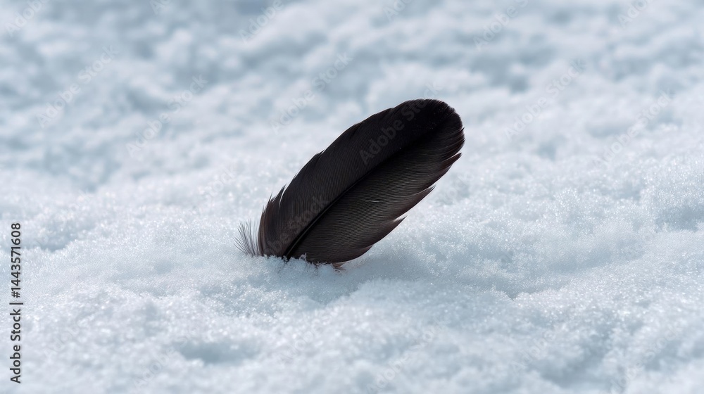Poster single black feather lying on a bed of white snow. the feather appears to be resting on the snow, wi