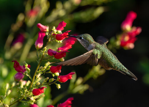 A Broad-tailed Hummingbird female pollinating the bright red buds of Scrophularia macrantha a hummingbird favorite in the Figwort family.
