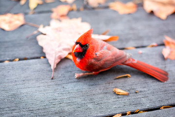 A male Northern Cardinal stunned after a window strike