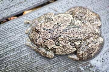 A Gray Treefrog lying flat on a deck outdoors in the rain