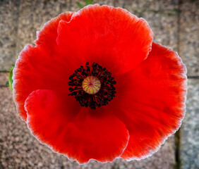 Background with red poppy flower seen from above